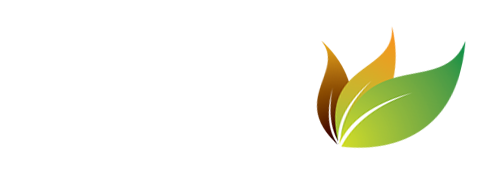 Yellow Oak
